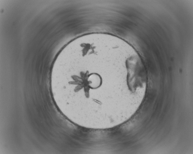 X0000062840950200601272013