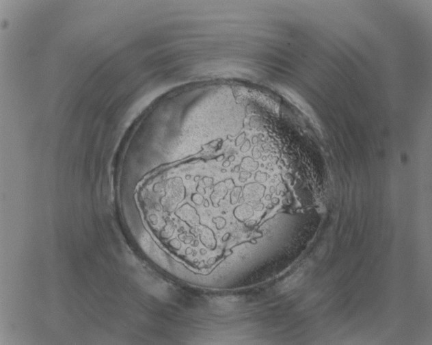 X0000062841031200601272011