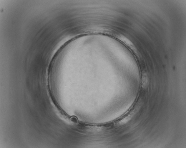 X0000062841039200601272011