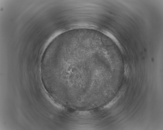 X0000062841043200601272011