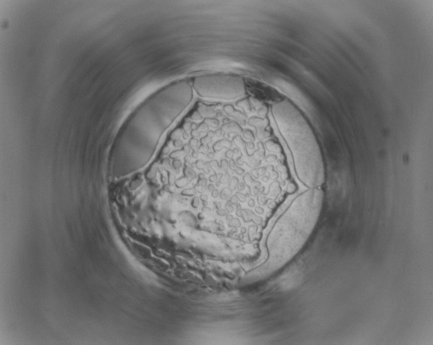 X0000062841055200601272011