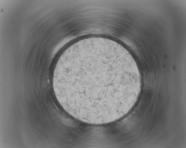 X0000062841070200601272010