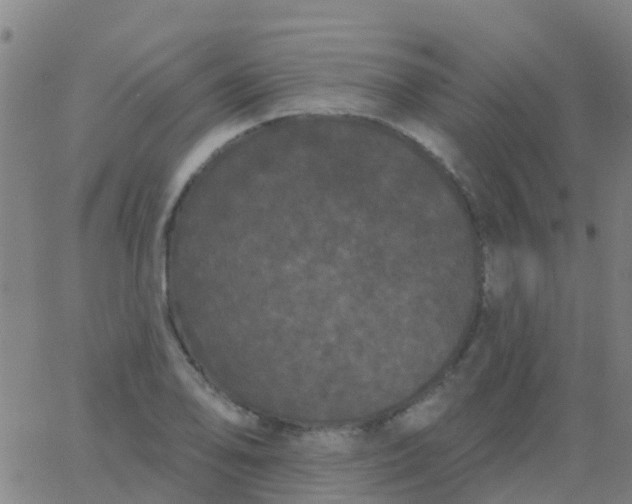 X0000062841078200601272010