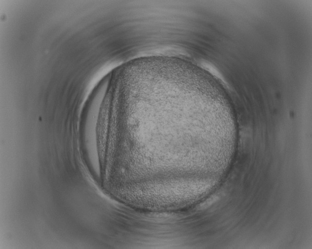 X0000062841079200601272010