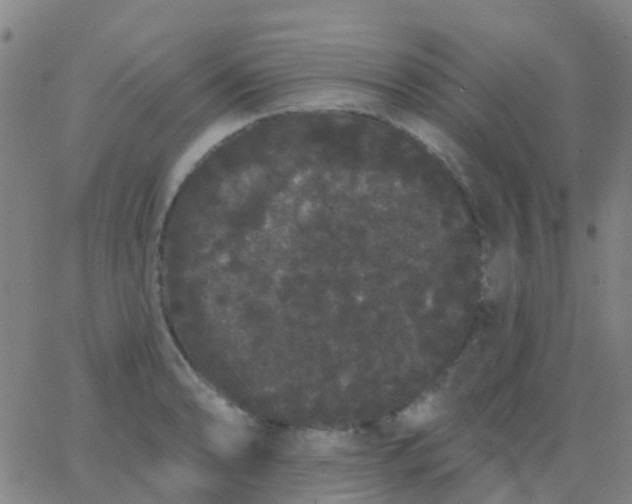 X0000062841086200601272010