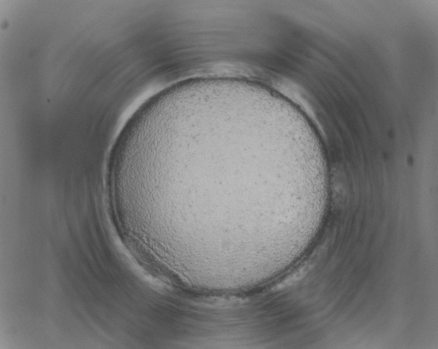 X0000062841091200601272010