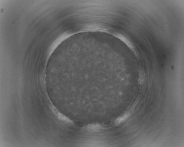 X0000062841094200601272010