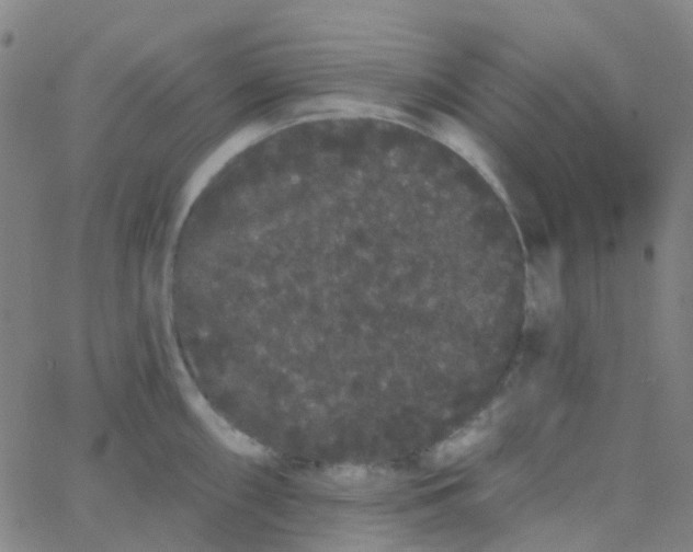 X0000062841098200601272010