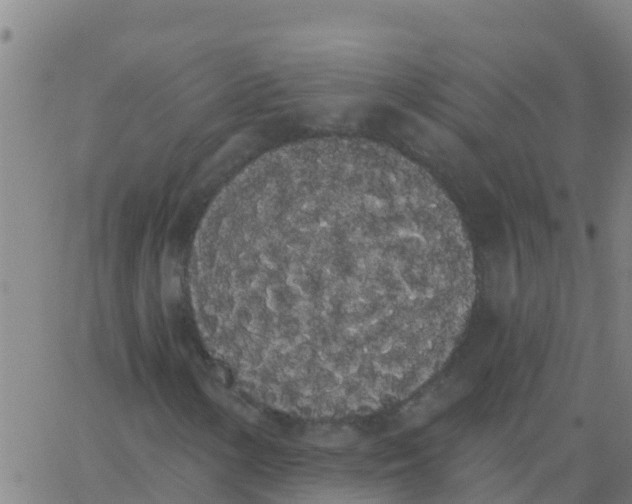 X0000062841154200601272009