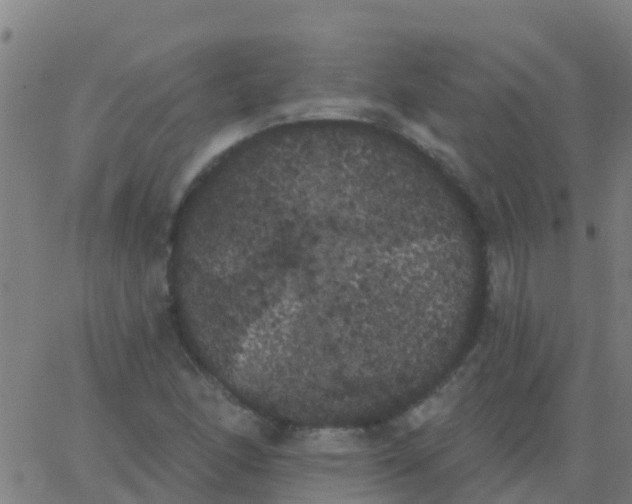 X0000062841166200601272009