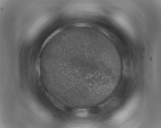 X0000062841198200601272008