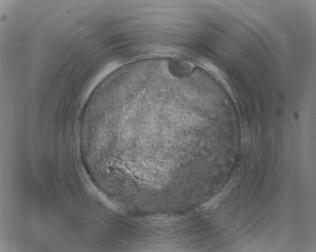 X0000062841235200601272008