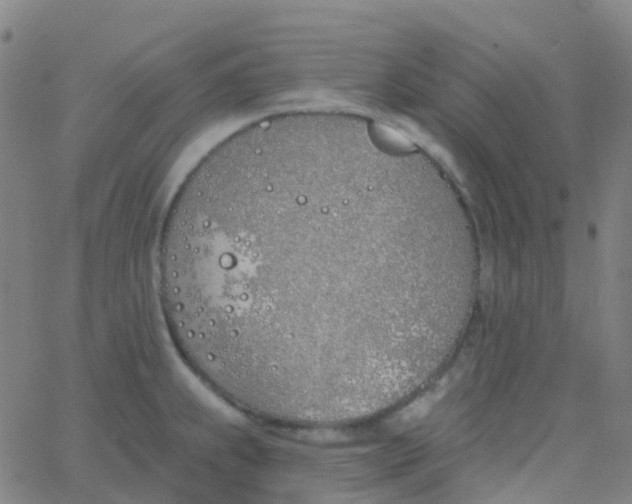 X0000062841239200601272008