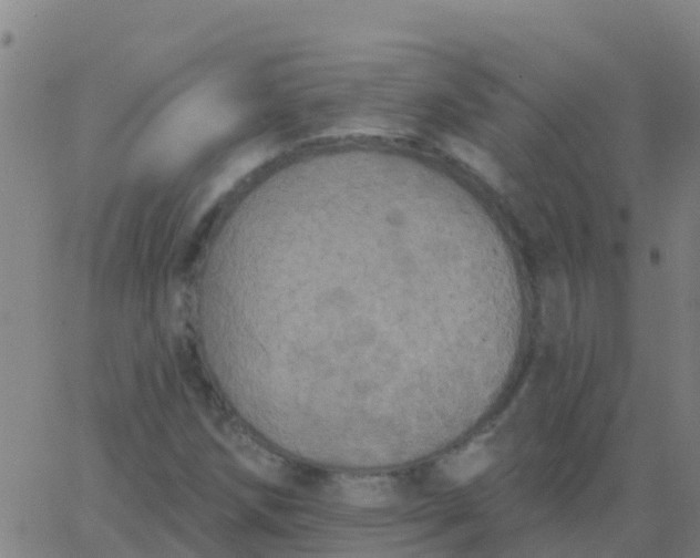 X0000062841258200601272007