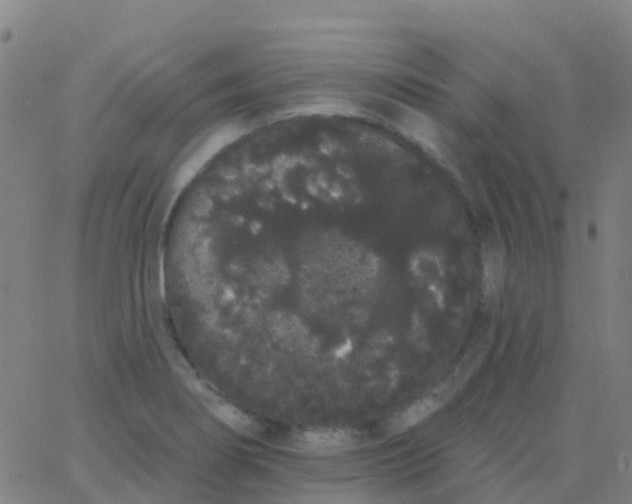 X0000062841274200601272007