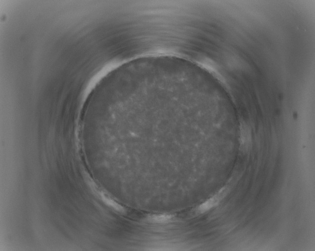 X0000062841278200601272007