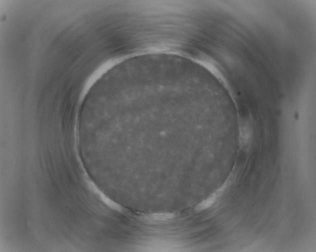 X0000062841294200601272007