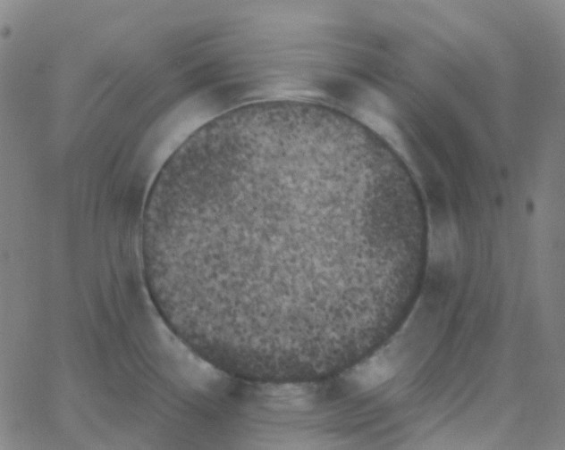 X0000062841338200601272007