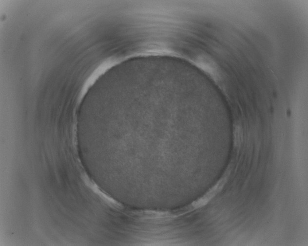 X0000062841374200601272005