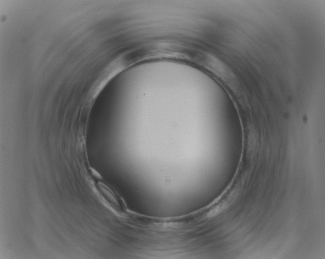 X0000062841377200601272005