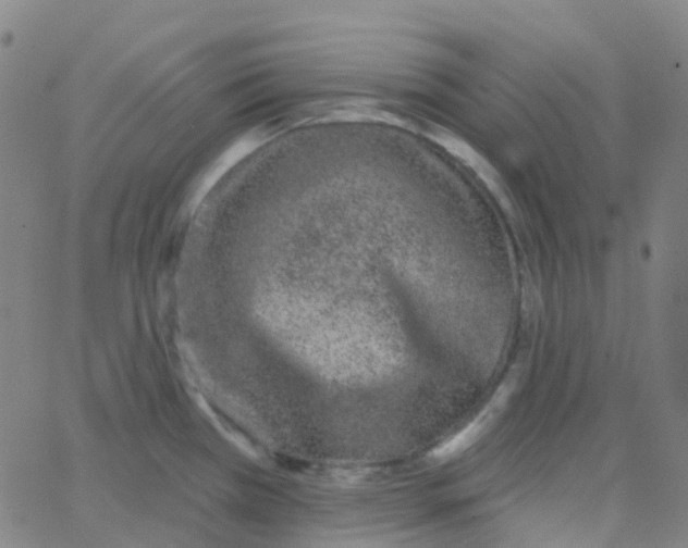 X0000062841385200601272005