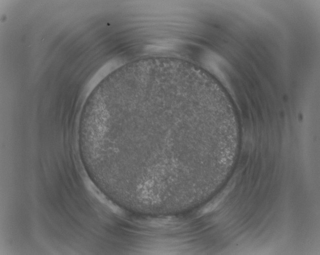 X0000062841386200601272005