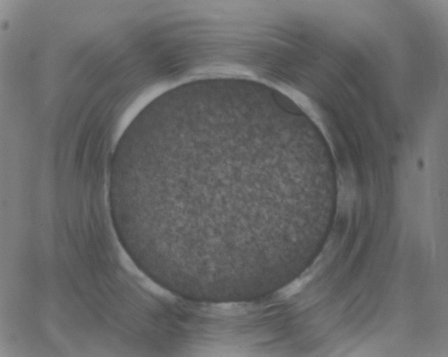 X0000062841390200601272005