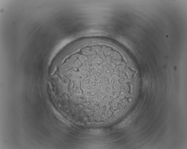 X0000062841413200601272005