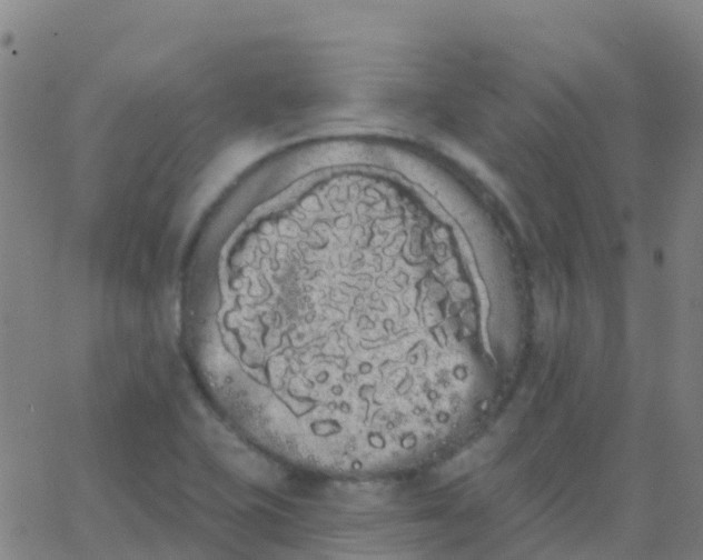 X0000062841415200601272005