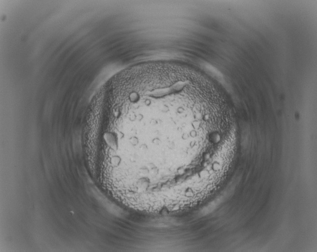 X0000062841417200601272005