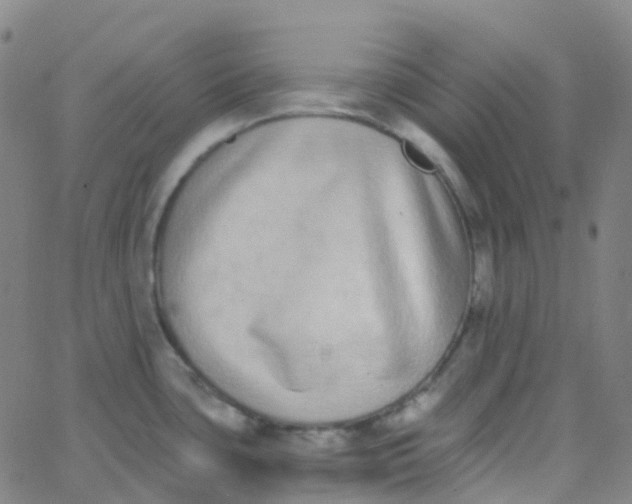 X0000062841435200601272005