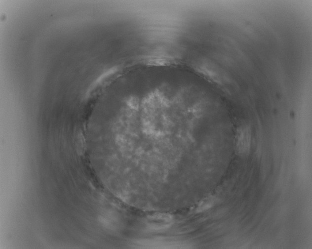 X0000062841446200601272004