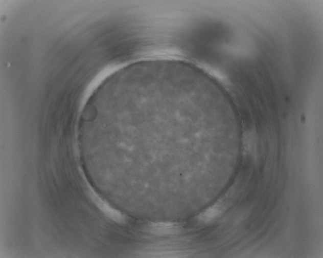 X0000062841470200601272004