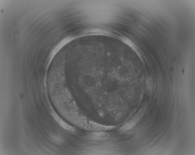 X0000062841482200601272004