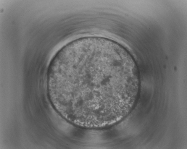 X0000062841514200601272003