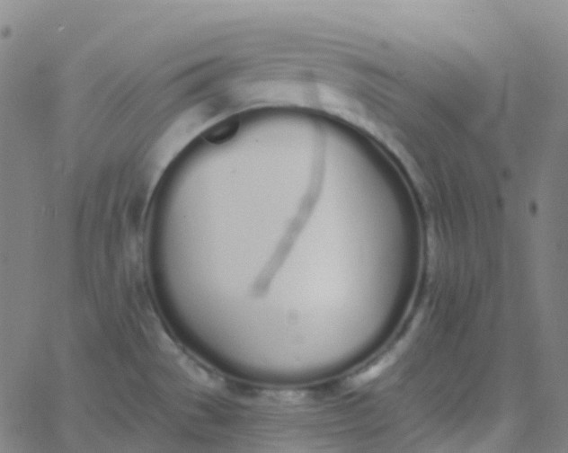 X0000062841529200601272003