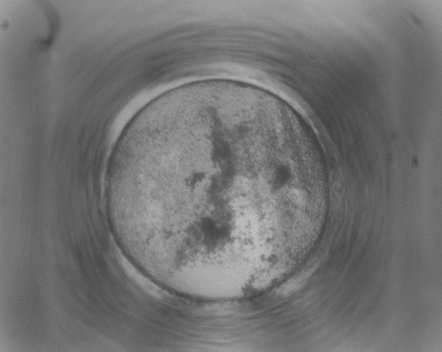 X0000062841535200601272003