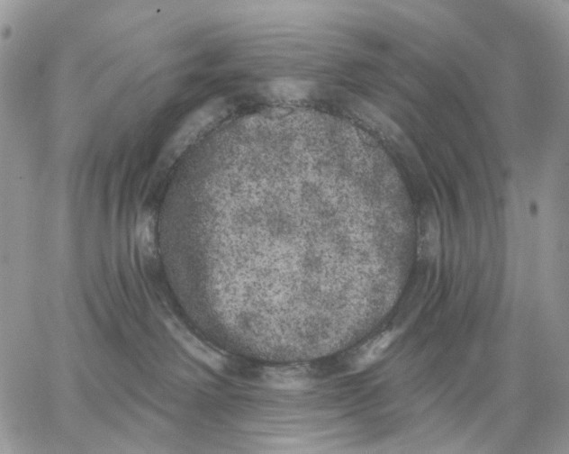 X0000062840238200602031609