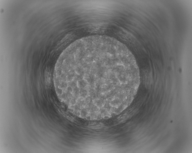 X0000062841154200602031555