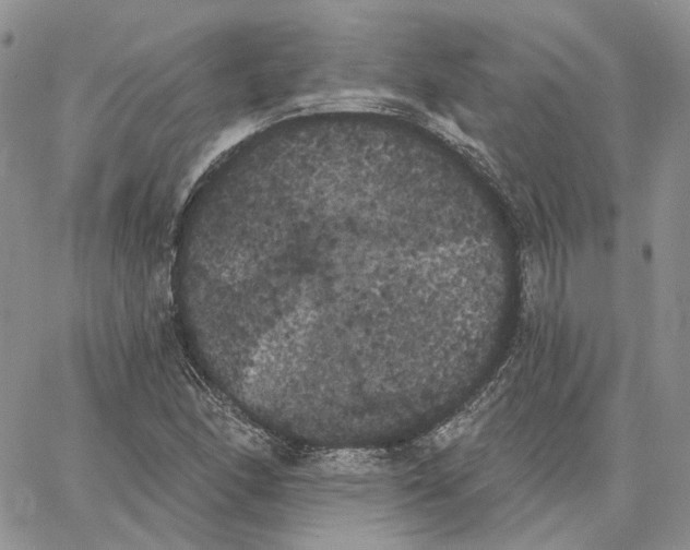 X0000062841166200602031555