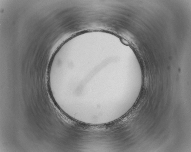 X0000062841183200602031554