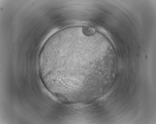 X0000062841235200602031554