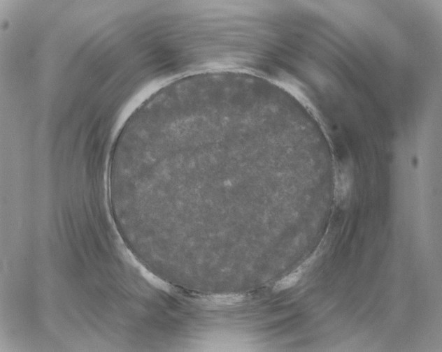 X0000062841294200602031552