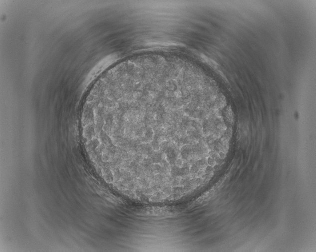 X0000062841362200602031551