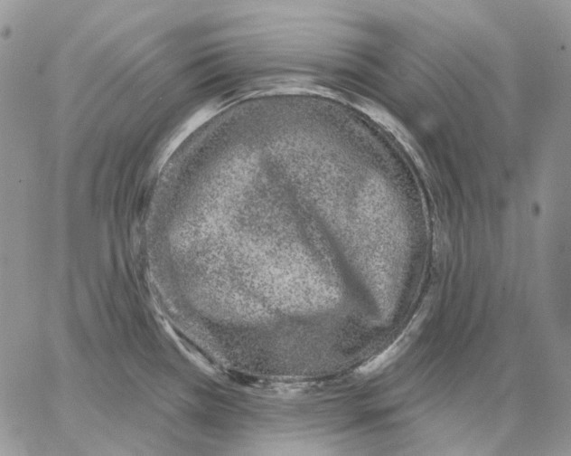 X0000062841385200602031551