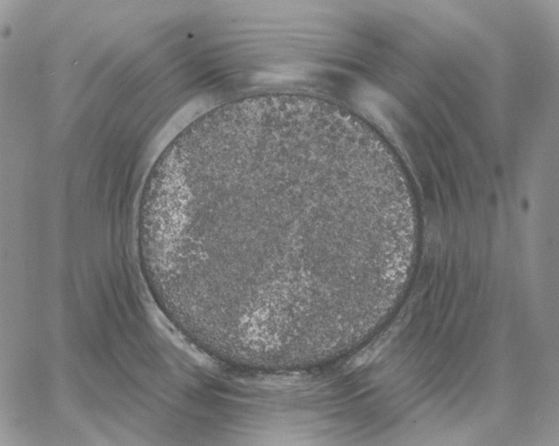 X0000062841386200602031551