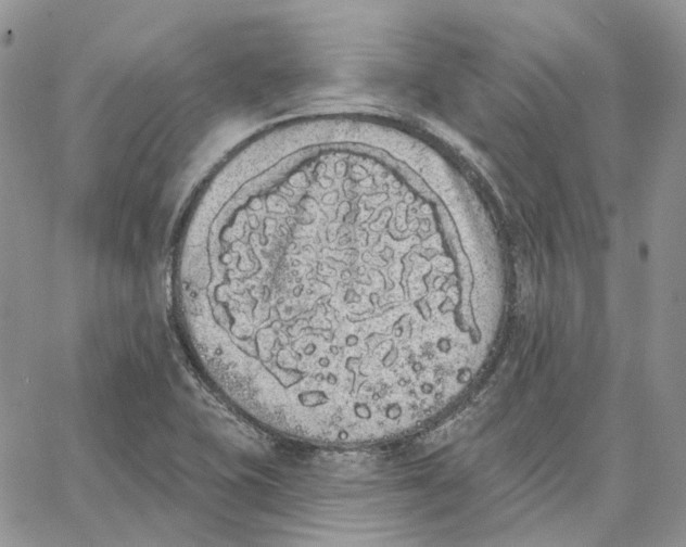 X0000062841415200602031550