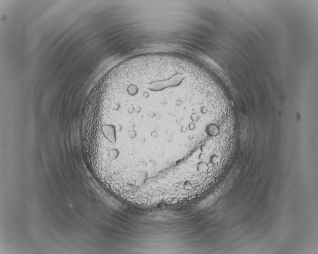 X0000062841417200602031550