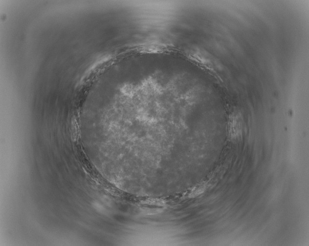 X0000062841446200602031550