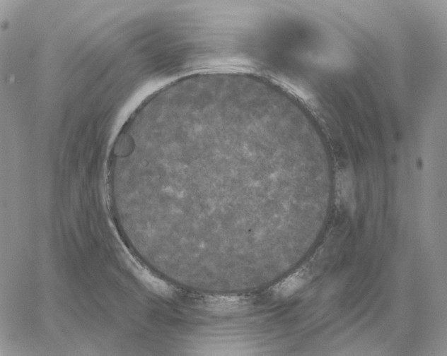 X0000062841470200602031550